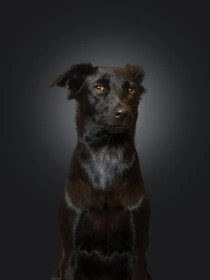 Hello to this majestic indie, Toi Toi! A simple, classic indoor portrait against a dark background really makes her beautiful black coat and intelligent eyes stand out. Isn't she stunning?