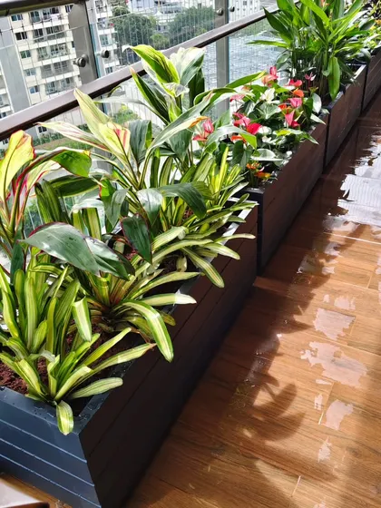 Even a high rise balcony can become a green escape. I design and maintain these spaces using custom planters and a careful selection of plants like Cordyline and flowering annuals that can handle the urban environment.