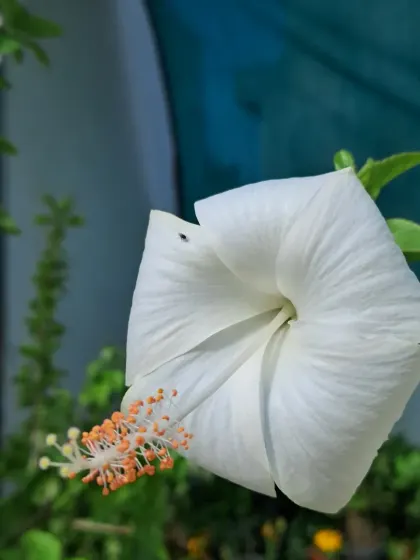 A side view of a white hibiscus, showing its graceful shape.