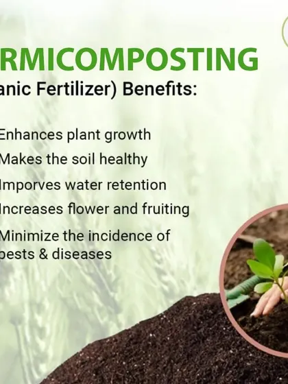 The benefits of using vermicompost are clear. It enhances plant growth, improves soil health and water retention, and minimizes pests and diseases naturally, eliminating the need for chemical fertilizers.