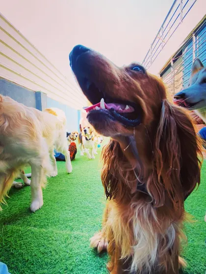 This Irish Setter is looking up, ready for a treat or a toy. We make sure every dog gets personal attention and love throughout the day.