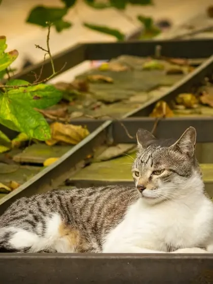 A repeat of the lounging cat.