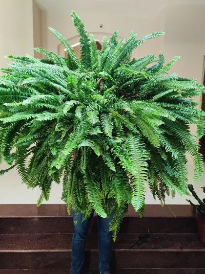 This giant fern is so full and healthy it almost hides the person holding it. I take pride in providing robust and thriving plants for my clients.