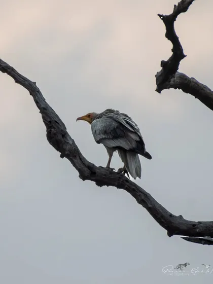 An Egyptian Vulture perched on a snag, a common sight in the parks of Uttarakhand.