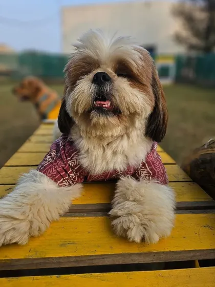 Happy Saturday from this stylish Shih Tzu, enjoying a moment of relaxation on our yellow play ramp.