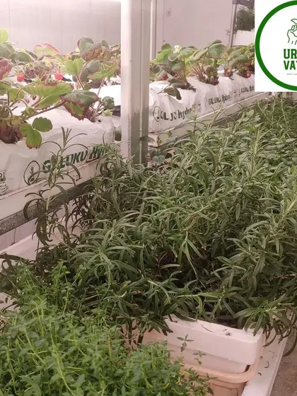 A mixed hydroponic setup showing strawberries and herbs like rosemary growing side-by-side.