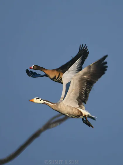 A fantastic moment: the rare Lesser White-fronted Goose flying alongside the more common Bar-headed Goose, offering a great comparison.