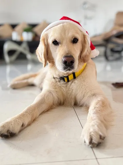 Buddy looking festive and ready for a celebration. This sweet boy is about 2-3 years old and has a friendly, easygoing personality. He's the perfect companion for all seasons.