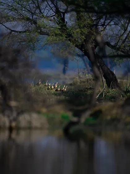 A wide view of a forest clearing by the water. If you look closely, you can see a family of wild boar. This image shows the importance of observing the entire landscape, as the forest is full of life beyond just the big cats.
