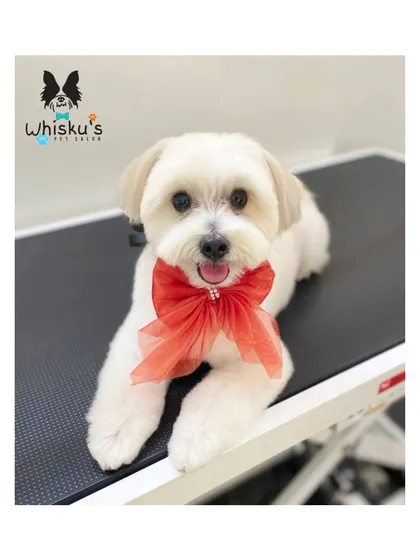 Leo the Maltese relaxing after his groom. This shorter cut is perfect for an active lifestyle while still looking incredibly cute.