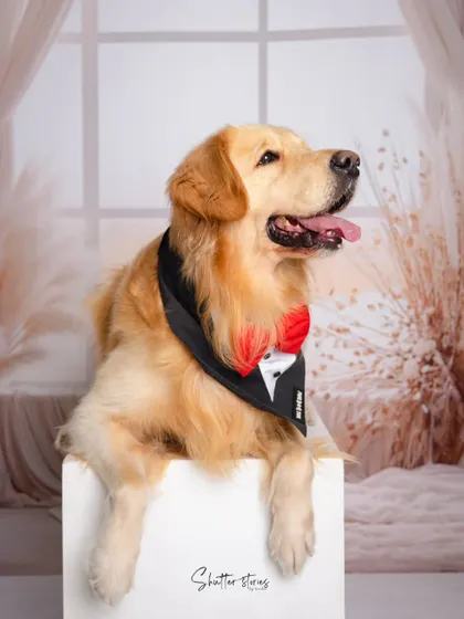 A relaxed and happy pose from the Golden Retriever, looking comfortable and content during his photoshoot.