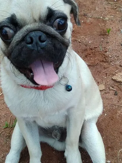 Just look at that smile. This happy little pug is loving the fresh air and sunshine during their vacation with us. We make sure every guest, big or small, feels right at home.