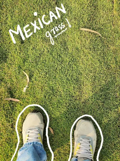 A point-of-view shot on our Mexican grass, perfect for any landscaping project needing a lush, green look.