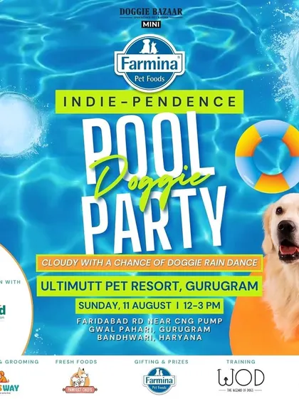The poster for our "Indie-pendence Pool Doggie Party". We collaborate with other pet brands to create large-scale events with grooming, food, training sessions, and a rain dance.
