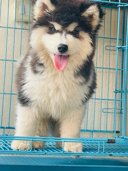 A duplicate image of this top-quality male Husky, showing his impressive size and fluff.