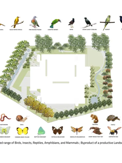 This plan projects the range of birds, insects, reptiles, and mammals that a productive landscape can support. It is a visual representation of my goal to design for biodiversity as a byproduct of thoughtful landscape architecture.