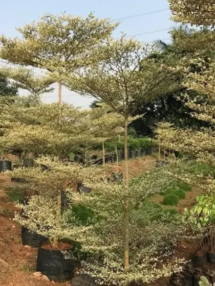 A landscape view of Variegated Terminalia trees planted on a slope, demonstrating their use in large-scale projects.