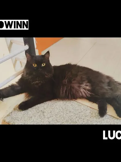 Lucky, a handsome black long-haired cat, strikes a relaxed, confident pose. His glossy coat and bright eyes are signs of a healthy, happy cat.