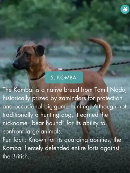 The Kombai from Tamil Nadu, nicknamed the "bear hound," is a fierce protector known for its ability to confront large animals and guard forts.
