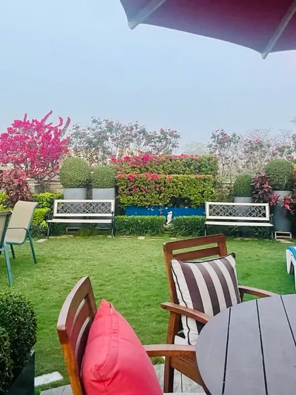 The vibrant colors of bougainvillea are unmatched. Here on this terrace, they create a stunning wall of color behind the lawn and seating areas, thriving in the bright sunlight.
