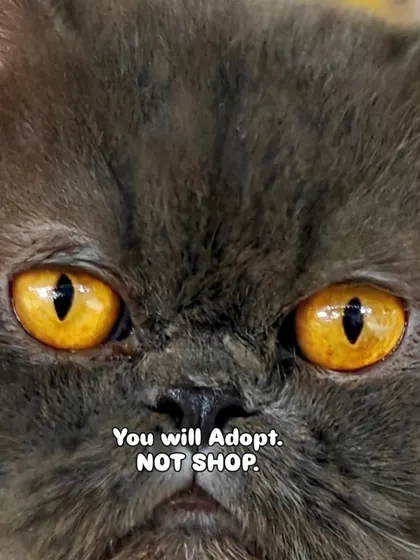 Pepper the cat has a magical message for you: You will Adopt, NOT Shop. Choosing adoption helps fight the cruel breeding industry and gives a deserving shelter animal a home.