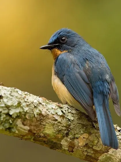 A Tickell's Blue Flycatcher, a more common but no less beautiful species, with its blue and orange coloration.