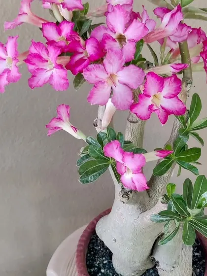 A stunning pink Adenium bonsai in full bloom. These "desert roses" are succulents and require very little water, making them perfect for sunny balconies.