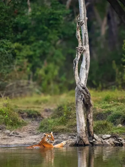 A tiger finds relief from the heat in a waterhole in Nagarahole. The composition, with the gnarled, sculptural tree trunk, creates a beautiful habitat shot that tells a story of survival and adaptation.