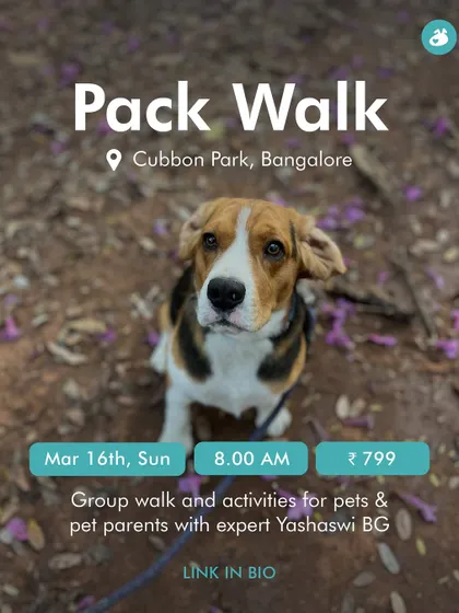 An announcement for a Pack Walk at Cubbon Park. These are guided group walks with activities designed by our experts.