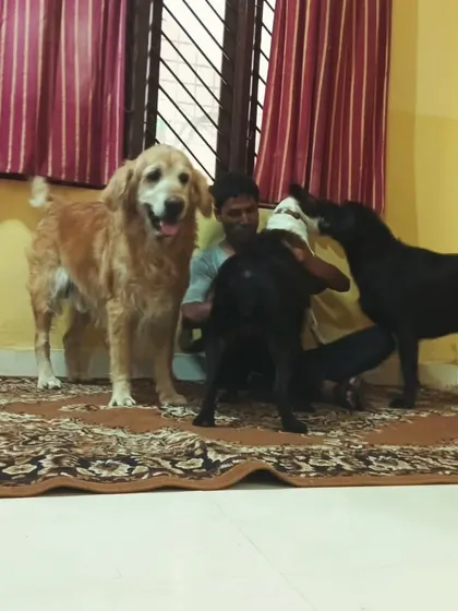 This Golden Retriever is patiently waiting his turn while his friends get some love.
