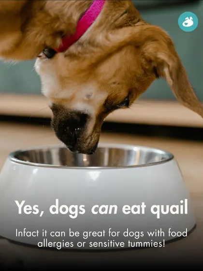 Yes, dogs can eat quail! This graphic confirms that quail is a safe and healthy option, particularly for dogs with common food allergies or sensitive stomachs, making it a great alternative protein.
