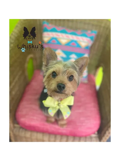Arya posing in the chair. Her haircut is neat, and the yellow bow suits her perfectly.