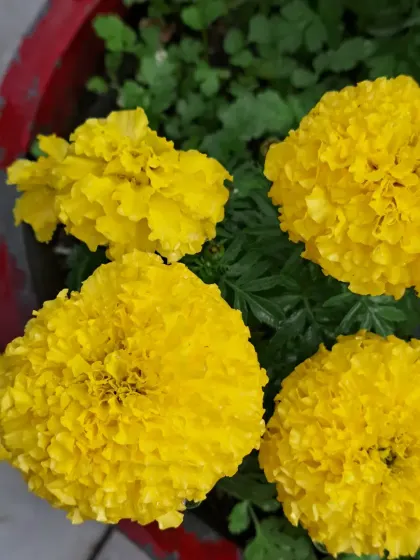 A cluster of four marigold flowers.