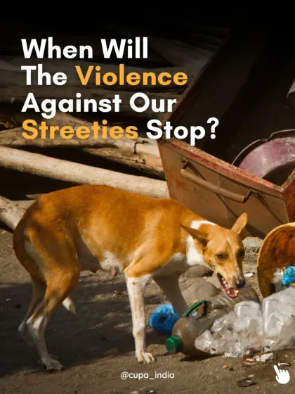 A question I ask every day. When will the violence against our streeties stop? This series explores the root causes of animal cruelty in India.