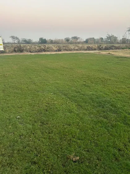 A freshly laid lawn showing the vibrant green color and texture of my natural turf.