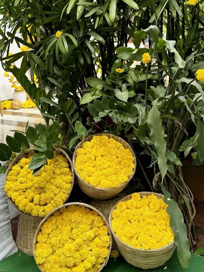 Baskets overflowing with fresh marigold blossoms, ready to be used for rituals and decoration, adding their vibrant color and fragrance to the sacred atmosphere.