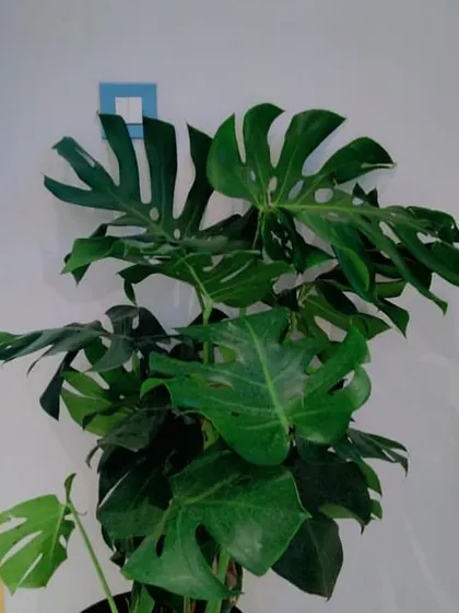 The iconic Monstera deliciosa, also known as the Swiss Cheese Plant, makes a bold statement in any indoor space. Its large, fenestrated leaves add a touch of the tropics. We select healthy, mature plants like this one to ensure they make an immediate impact in your office or home.