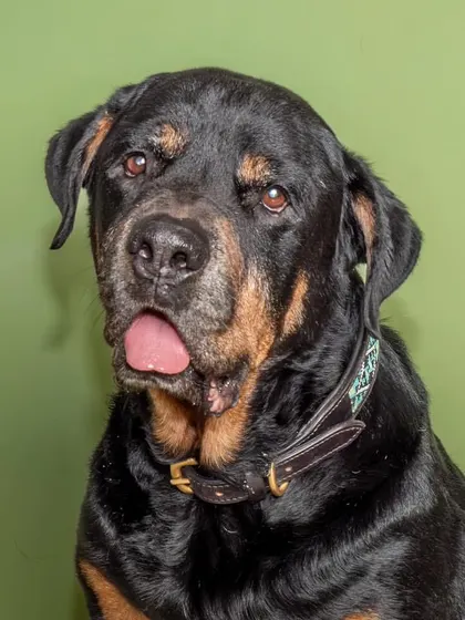 A handsome portrait of Jag the Rottweiler against a green screen. Even at the end of a shoot, we can capture beautiful, calm moments.