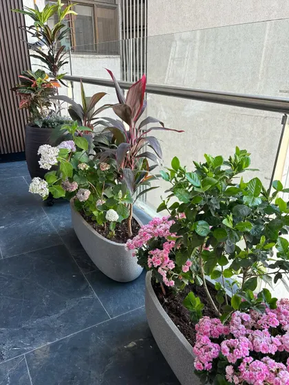 A beautiful combination of flowering hydrangeas and colorful cordyline plants in modern oval planters on a client's balcony.