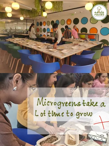Myth: Microgreens take a lot of time to grow. Fact: Most varieties are ready to harvest in just 7-14 days, providing a quick and rewarding gardening experience.