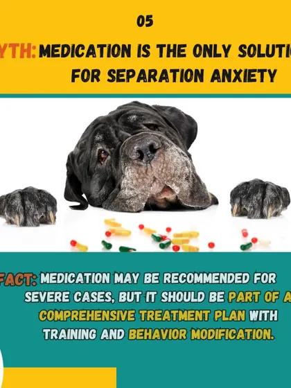 Myth: Medication is the only fix for separation anxiety. Fact: While helpful in severe cases, medication should always be part of a complete plan that includes behavior modification and training.