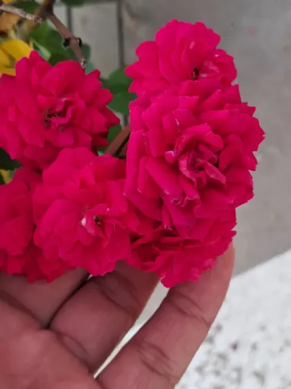 This is a red Button Rose, a miniature variety that blooms in clusters.