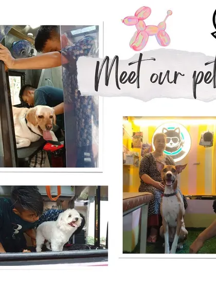 From Labradors to Indies, we welcome them all. This "Meet our pets" collage shows the happy faces of dogs and their owners after a convenient grooming session at their doorstep.