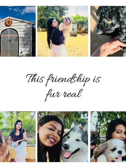 Another beautiful collage from a visitor, showing the entrance, cuddles with a Husky, and playtime with a German Shepherd.