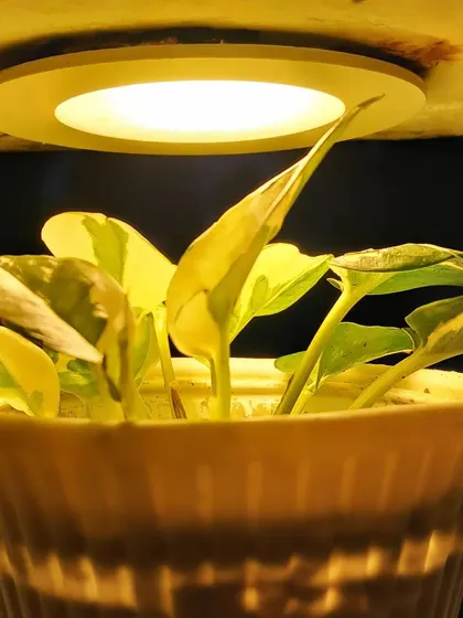 Another angle showing how you can use simple lights to highlight your indoor plants.