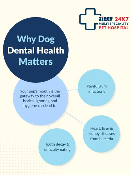 Your dog's mouth is the gateway to their overall health. Poor oral hygiene can lead to tooth decay, painful gum infections, and even heart, liver, and kidney diseases from bacteria.