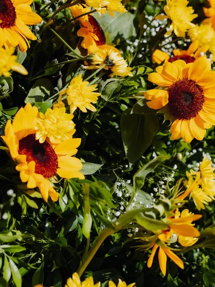 A close-up of bright yellow sunflowers used in the Haldi decor.
