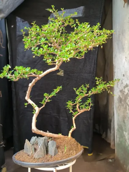 A Wax Malpighia bonsai with a graceful, flowing trunk line. We've used stones to create a miniature landscape at its base.
