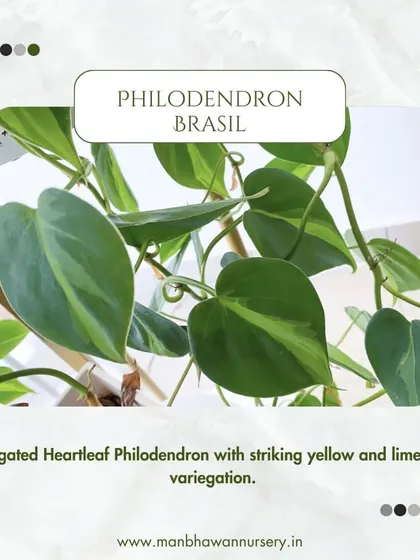 The Philodendron Brasil is a variegated Heartleaf Philodendron with striking yellow and lime green variegation that brightens up any space.