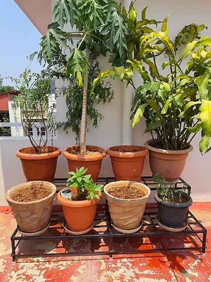 A two-tier stand neatly organizes a variety of fruit and decorative plants on this sunny terrace. This design is ideal for grouping plants with similar sunlight needs and creating a layered look.